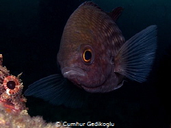Chromis chromis
EYE TO EYE by Cumhur Gedikoglu 